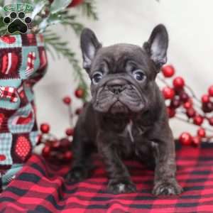 Cocoa, French Bulldog Puppy